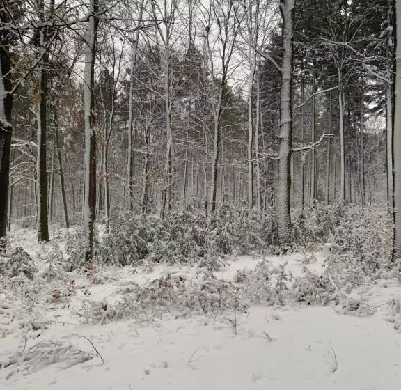 Отель Bettelhaus