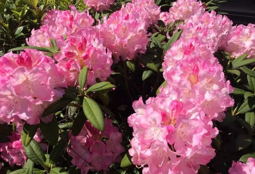 Отель Hansens Haus Am Meer