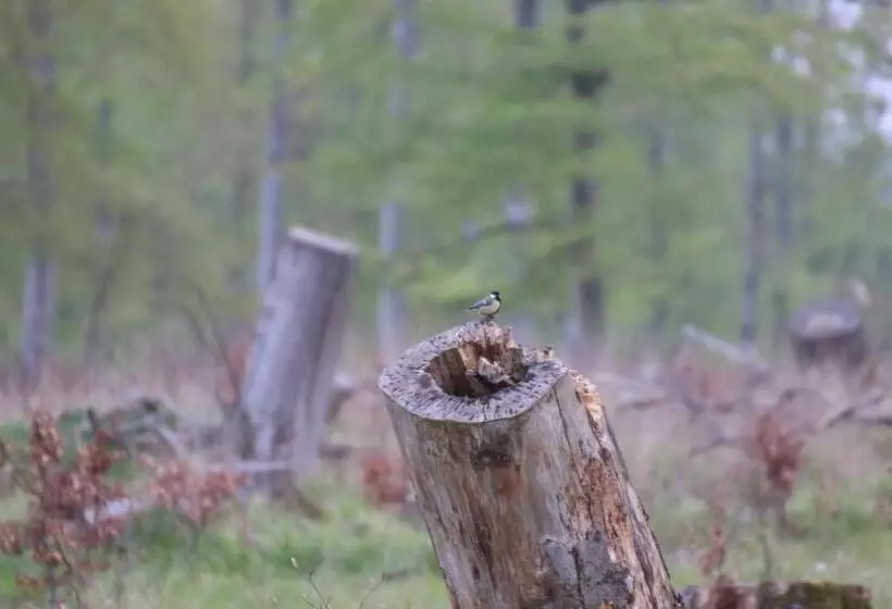 Отель Weißes Roß