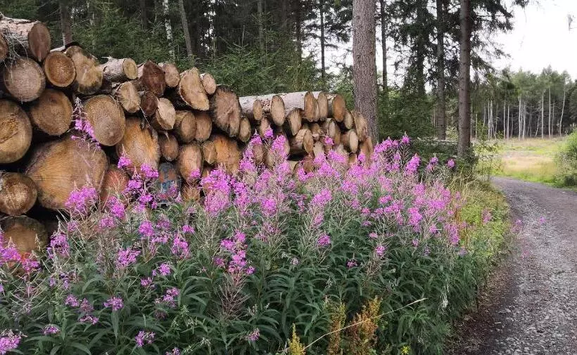Harzhotel Güntersberge