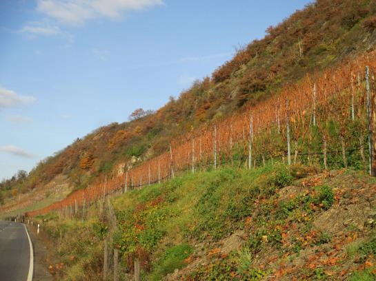 בית מלון כפרי Restaurant Burgschänke