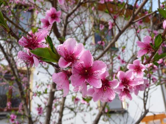 Bauernhof Mostheuriger