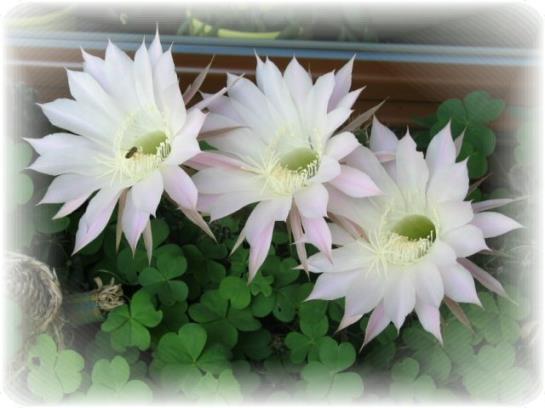 Bauernhof Mostheuriger