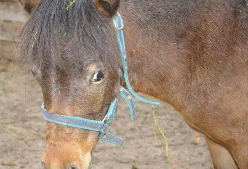 Отель Thalerhof