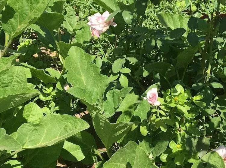 Aamiaismajoitus (B&B) Zeytin Cicegi Pansiyon