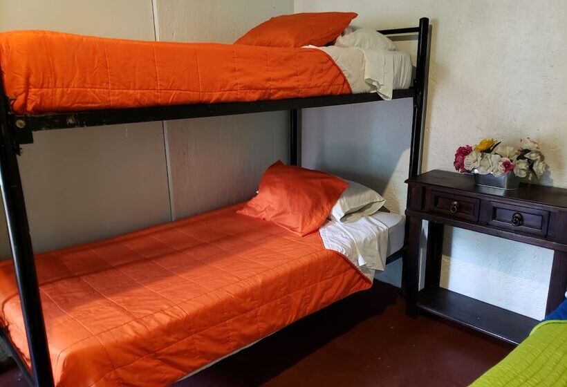 هاستل Parrot House