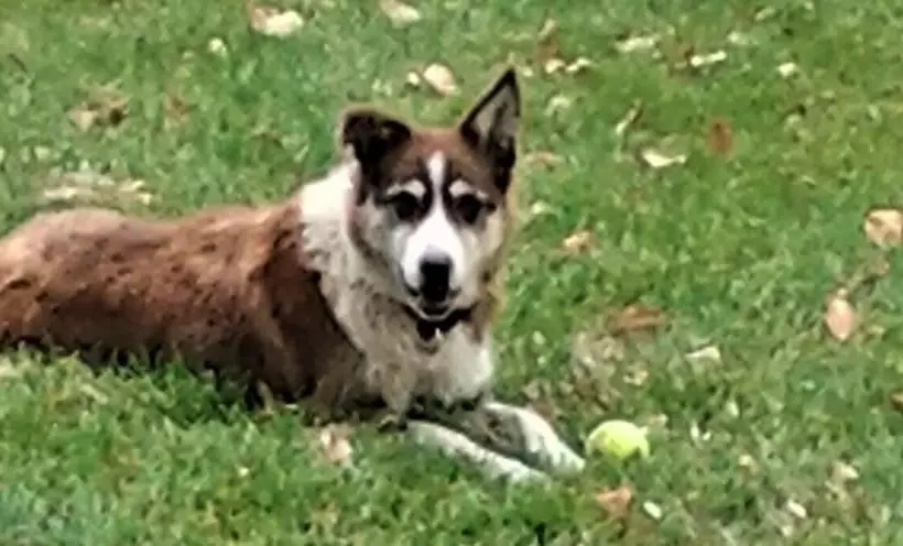 Cozy Mountain Africabin