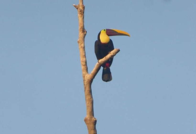 בית מלון כפרי Garden Of Heliconias Lodge