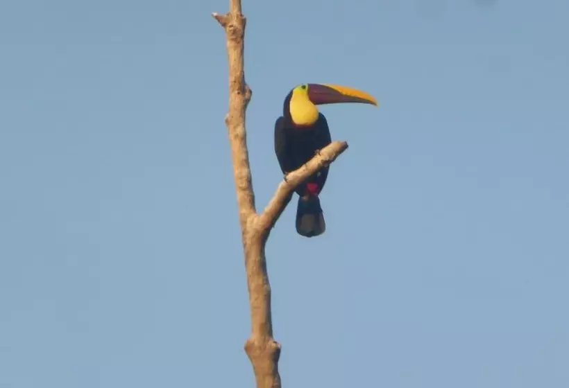 هتل Garden Of Heliconias Lodge