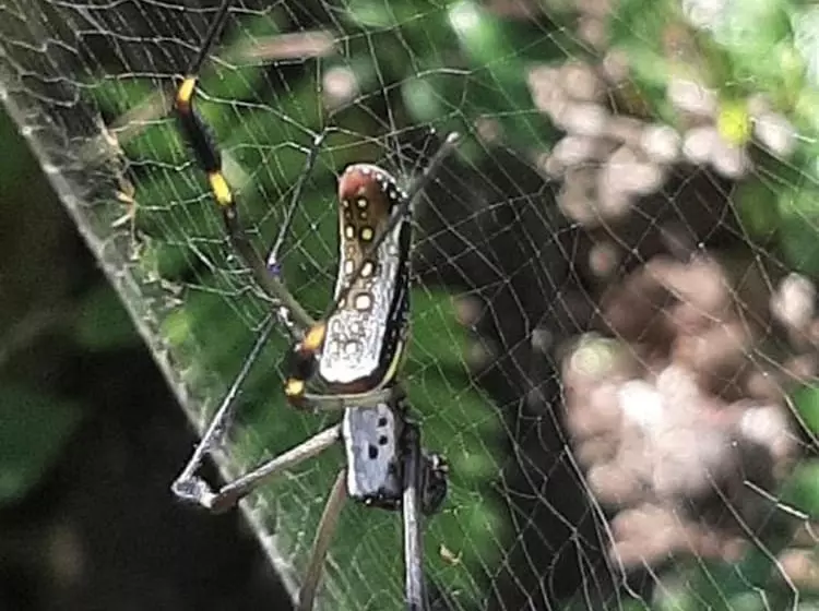 هتل Garden Of Heliconias Lodge