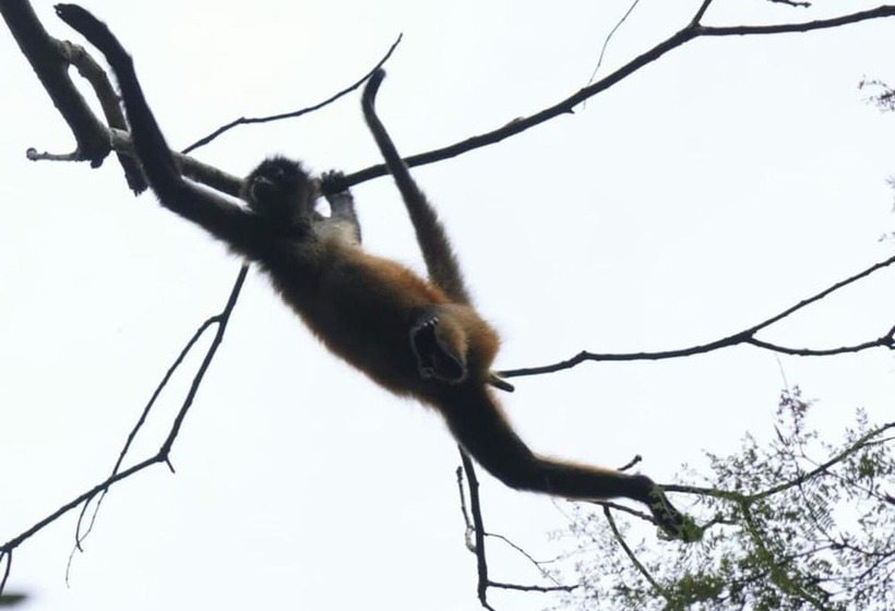 בית מלון כפרי Garden Of Heliconias Lodge