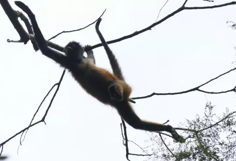 هتل Garden Of Heliconias Lodge