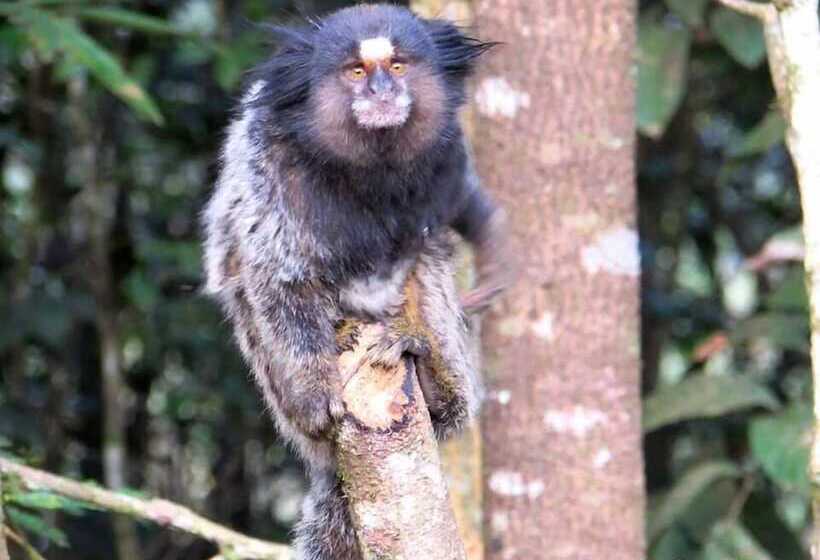 ホテル Pousada Macaco Prosa