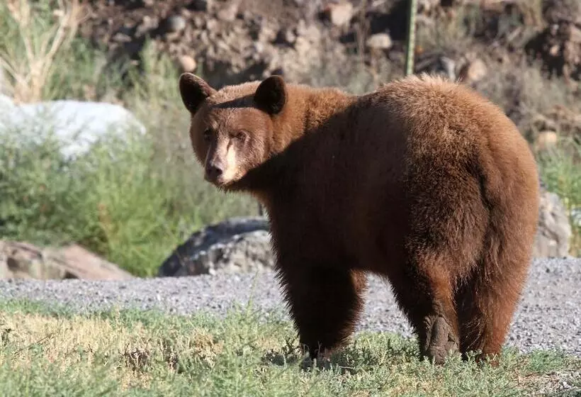 ホテル 406 Lodge At Yellowstone