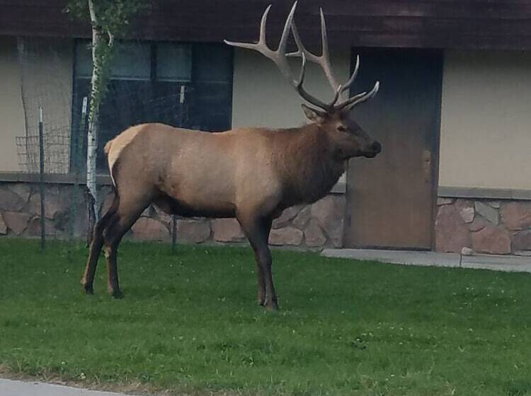 فندق 406 Lodge At Yellowstone