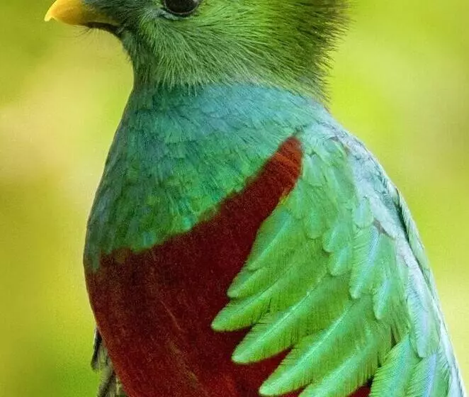 ホテル Mount Totumas Cloud Forest