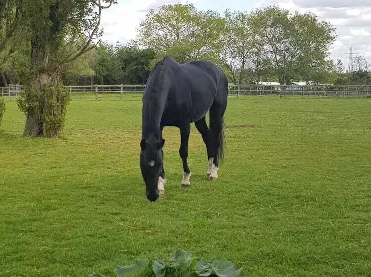 Majatalo Upper Wood End Farm