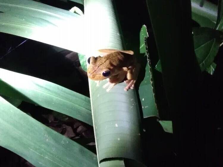 Пансион Cabinasyafethosa Caletas