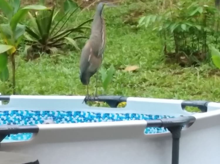 Пансион Cabinasyafethosa Caletas