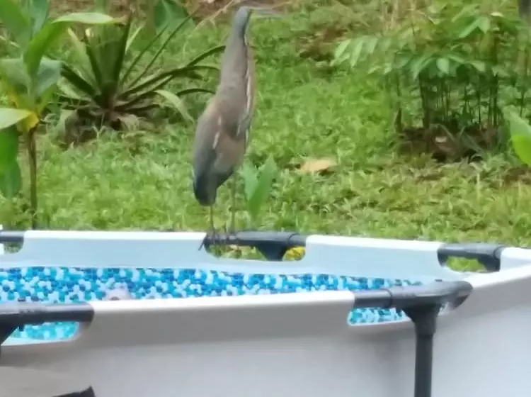 ペンション Cabinasyafethosa Caletas