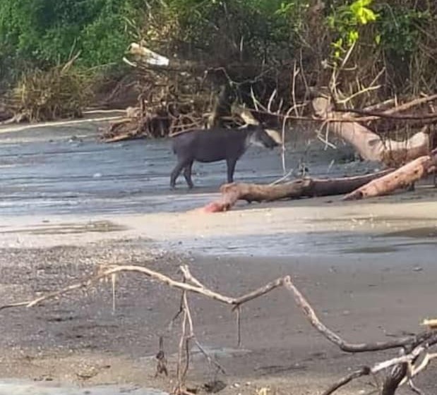 Пансион Cabinasyafethosa Caletas