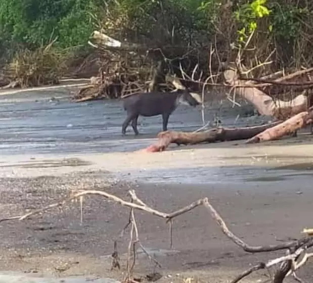 ペンション Cabinasyafethosa Caletas