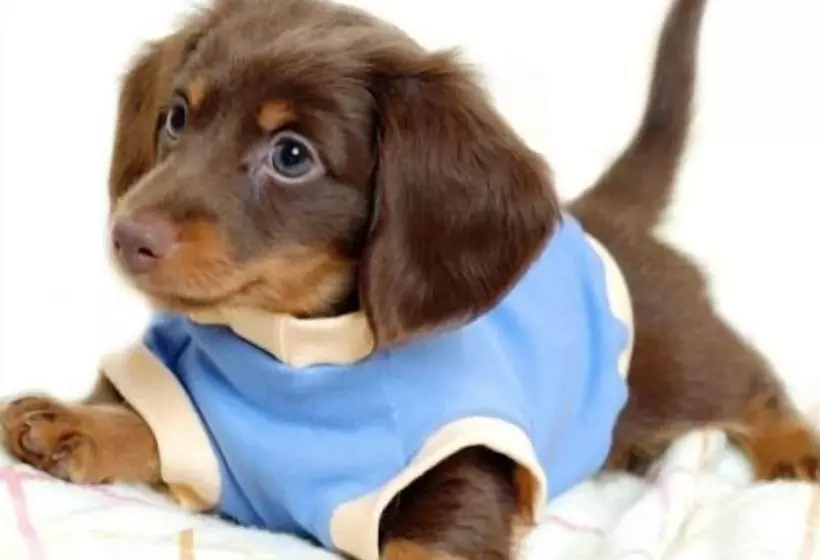 Lomakeskus Village Vacances La Forêt Des Landes