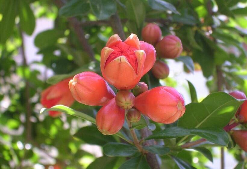 فندق La Locanda Del Melograno