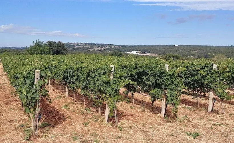 فندق Trulli Il Castagno