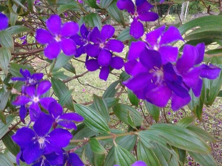 בית מלון כפרי Sítio Santa Clara