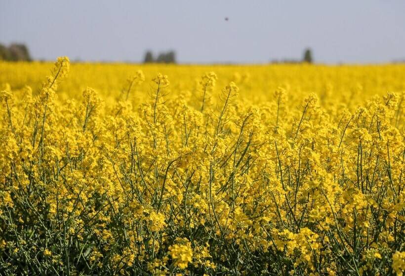 2 Pines Farm Cottages