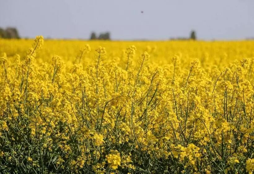 2 Pines Farm Cottages