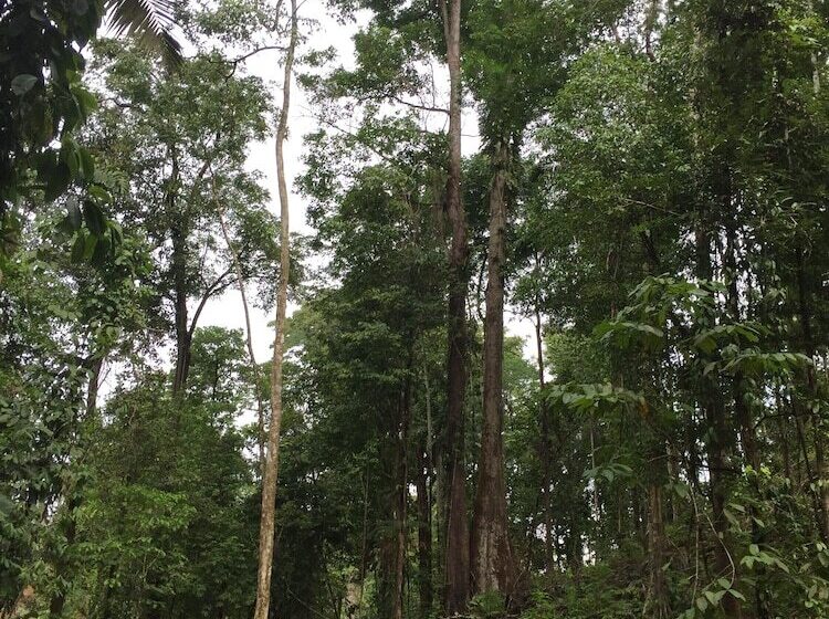 ホテル Los Coquitos Lodge