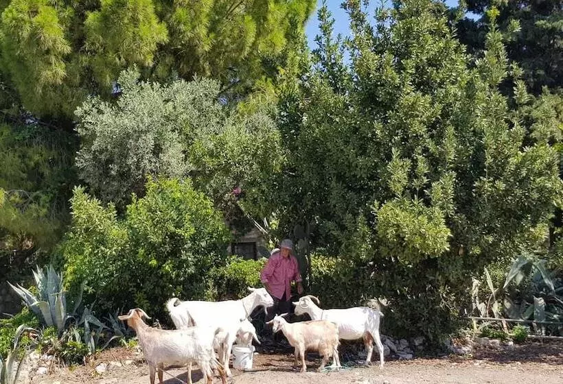 Hotelli Medusa House Boutique