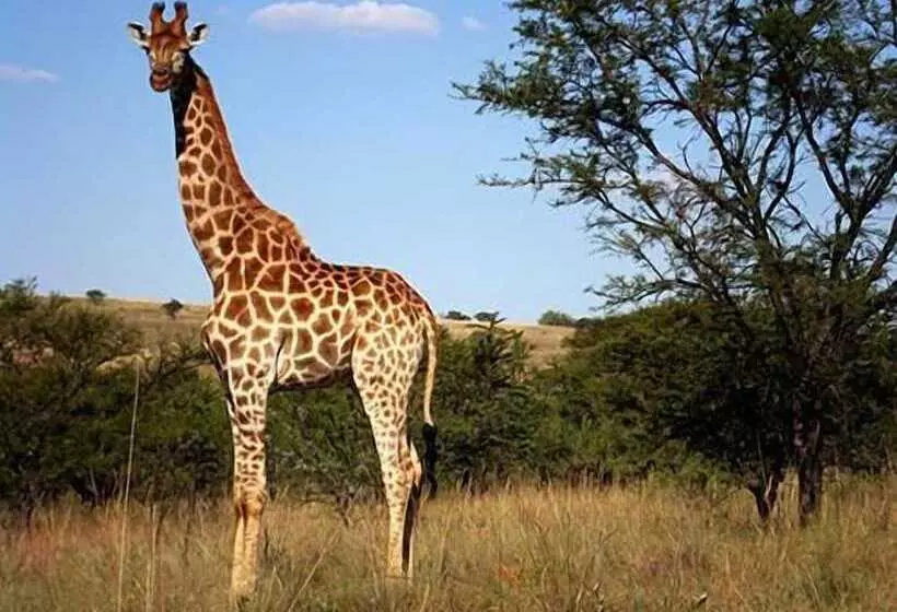 ホテル Tiveka Game Lodge