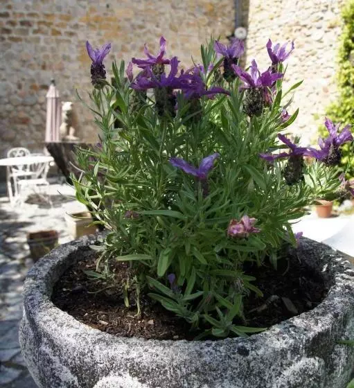 Majatalo Maison Du Manoir