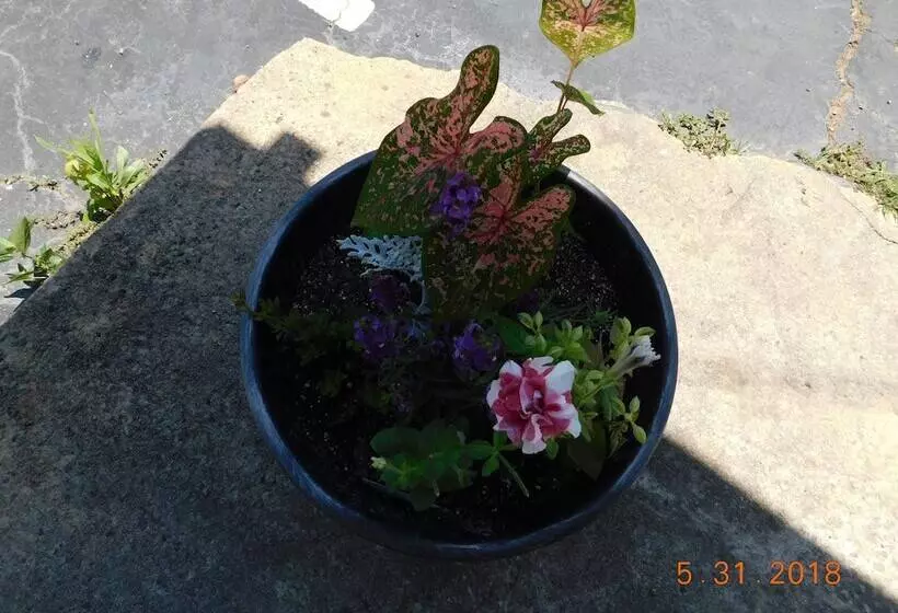 Little Shamrock Motel