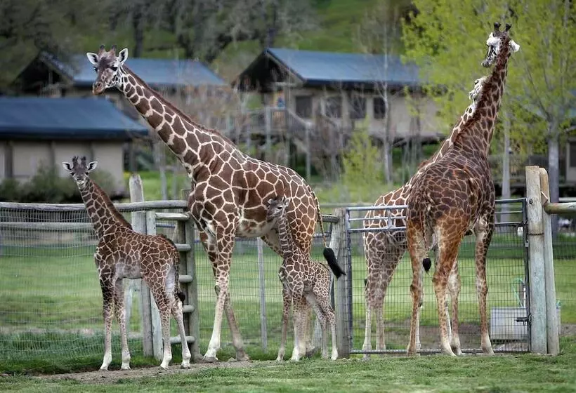 ホテル Safari West