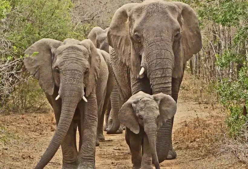 ホテル Thula Thula Game Lodge