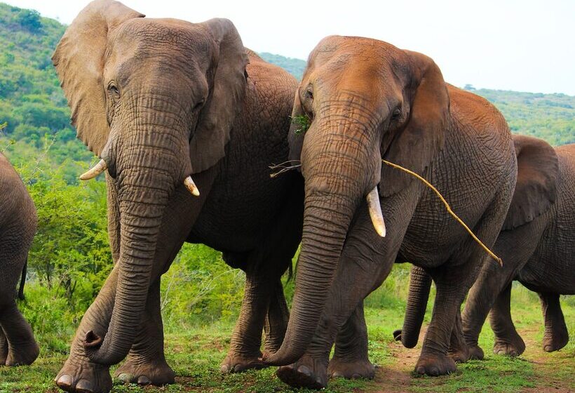 酒店 Thula Thula Game Lodge