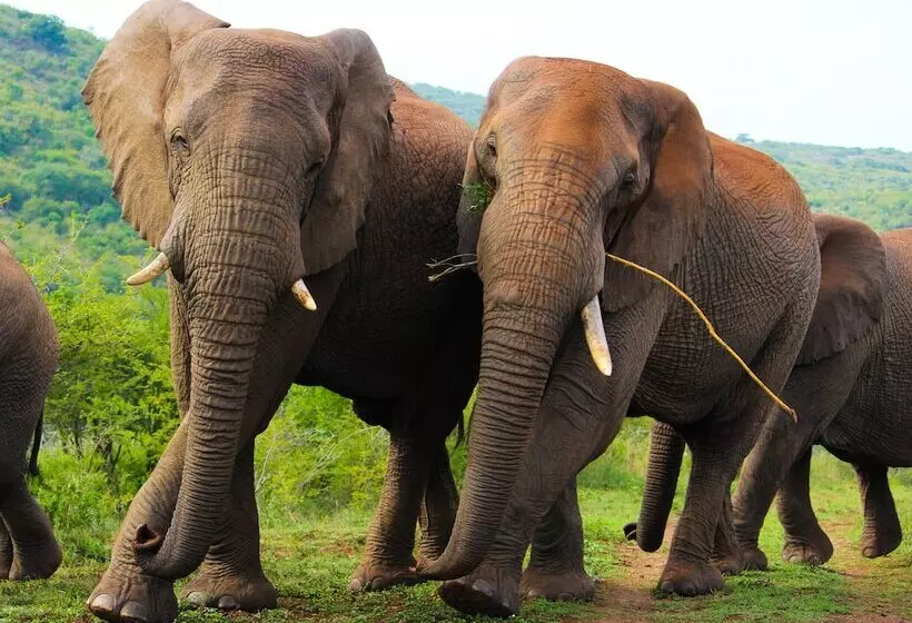 ホテル Thula Thula Game Lodge