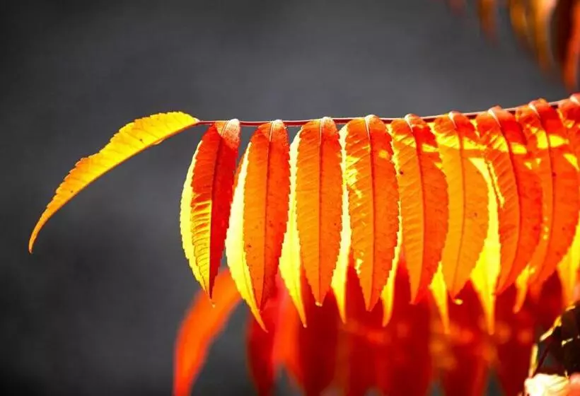 Отель Schloss Schenke Tunzenberg