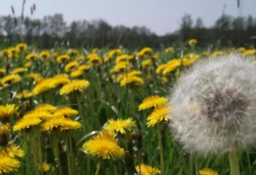 Nigel Restaurant & Hotel Im Wendland