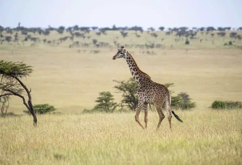 هتل Olare Mara Kempinski