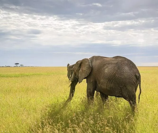 هتل Olare Mara Kempinski