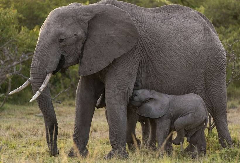 هتل Olare Mara Kempinski