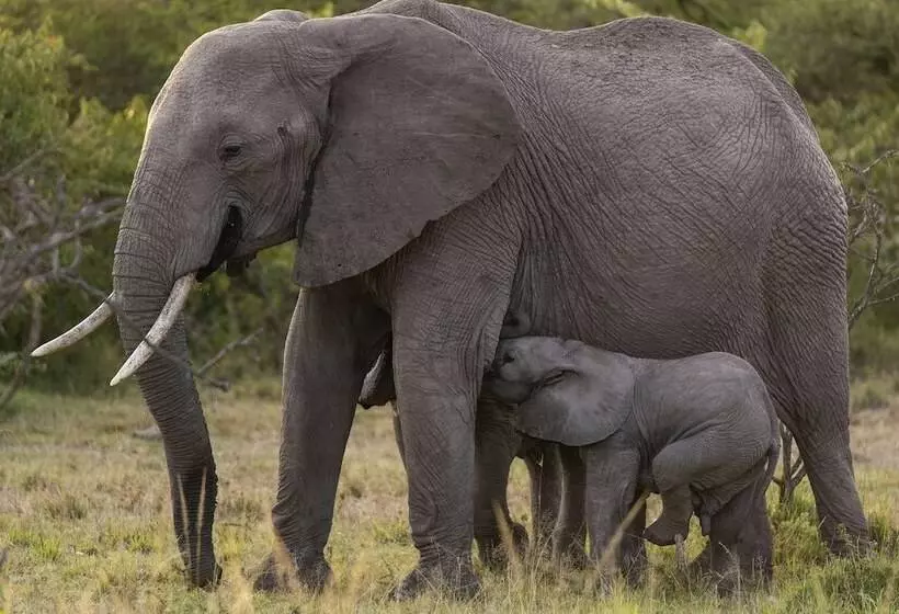 هتل Olare Mara Kempinski