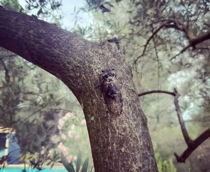 Villa Cigalons En Pleine Pinède Avec Piscine Chauffée De Mai à Septembre
