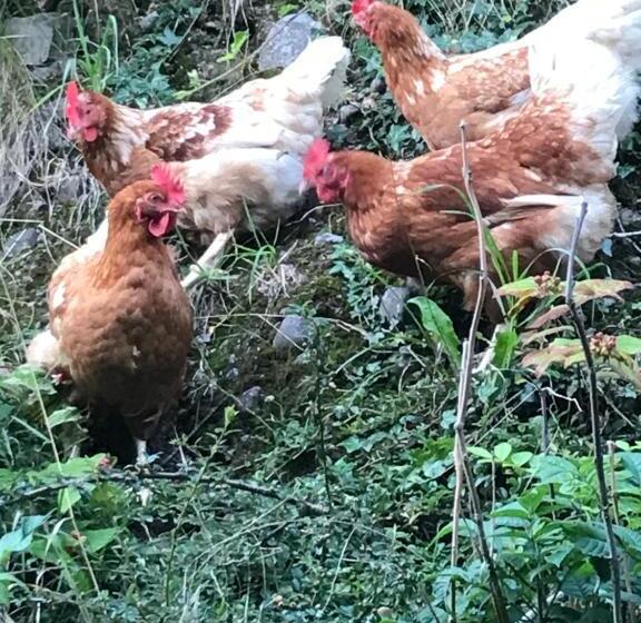 Hotel Blackrath Farmhouse