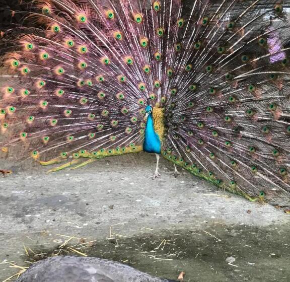 Hotel Blackrath Farmhouse